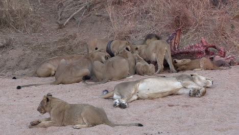 lions feeding on a dead carcass