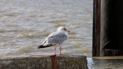 Möwe-Thront-Auf-Hafenmauer-Mit-Meer-Im-Hintergrund