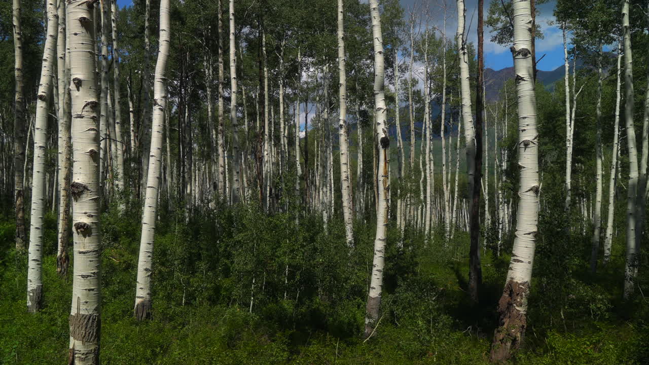 cinematográfico colorado movimiento lento deslizador derecho verano hermoso pájaro azul a mediodía mediodía árbol de aspen blanco hoja verde impresionante pacífico profundo espeso bosque bosque kebler pasar cresta butte montañas rocosas