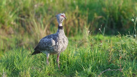 Wildlife-landscape-shot-of-a-wild-southern-screamer,-chauna-torquata-spotted-on-a-grassy-land-turning-its-head-and-wondering-around-its-surroundings-at-pantanal-matogrossense-national-park,-brazil