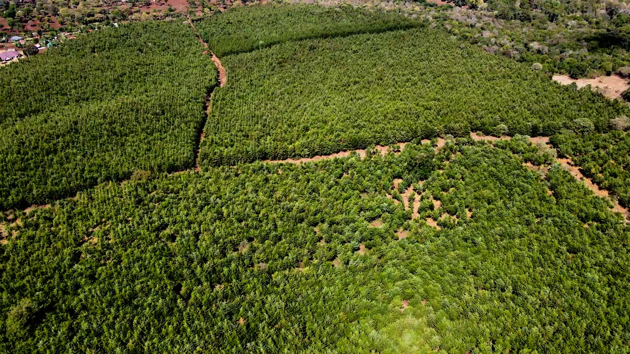 드론 뷰 - 아프리카 숲 - 아프리카 부시 화재