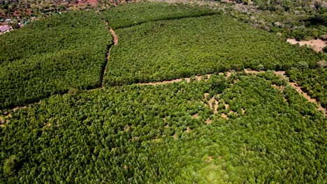 visión del avión no tripulado- áfrica bosque- áfrica incendio de matorrales