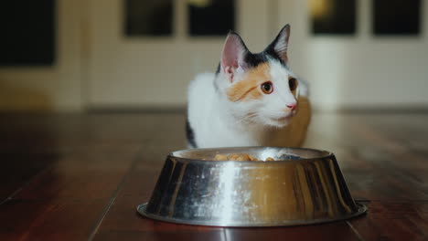 domestic cat eats food from a bowl indoors