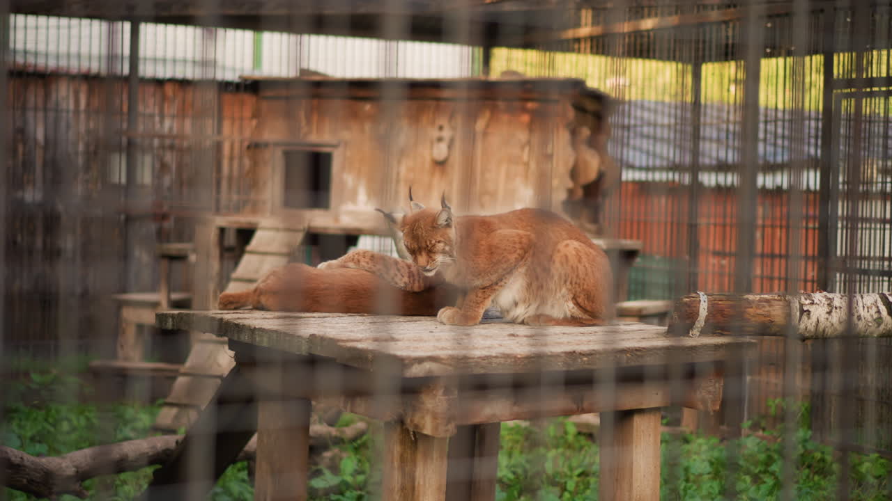 Twee lynxen die loungen op een verhoogd platform met vage tralies, een rustieke schuilplaats en een ladder op de achtergrond, close sociale interactie en een kalme verzorgingshouding, groene bodembedekking en daglicht die wijzen op een buitenomgeving