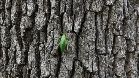 katydid insect climbing a tree