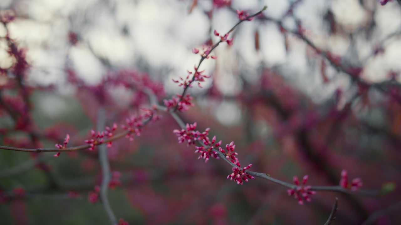 Primo piano di fiori di ciliegio rosa che sbocciano contro un cielo nuvoloso. Fiori di sakura in fioritura.