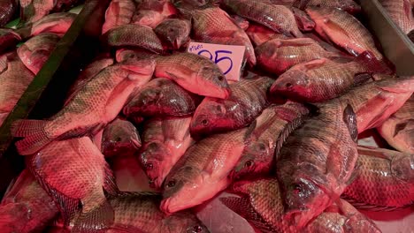 assorted fish laid out for sale on ice