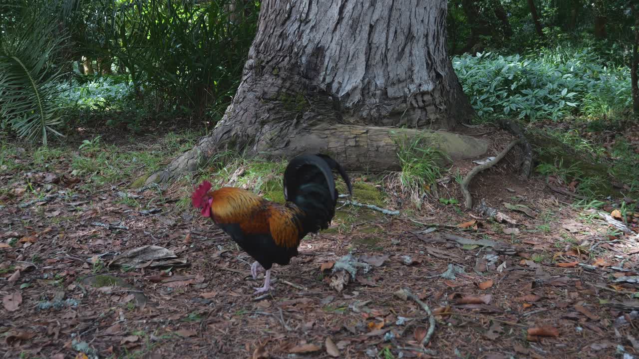 disparo de cerca de gallo de pollo preguntándose en el jardín botánico, cámara lenta