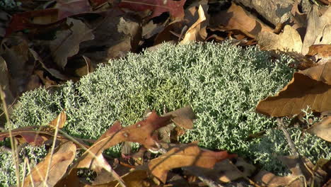 a patch of lichen  on the forest floor