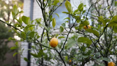 slow pull-out from a ripe lemon on a tree revealing several other fruits in the background, perfect for farm-to-table and sustainability themes