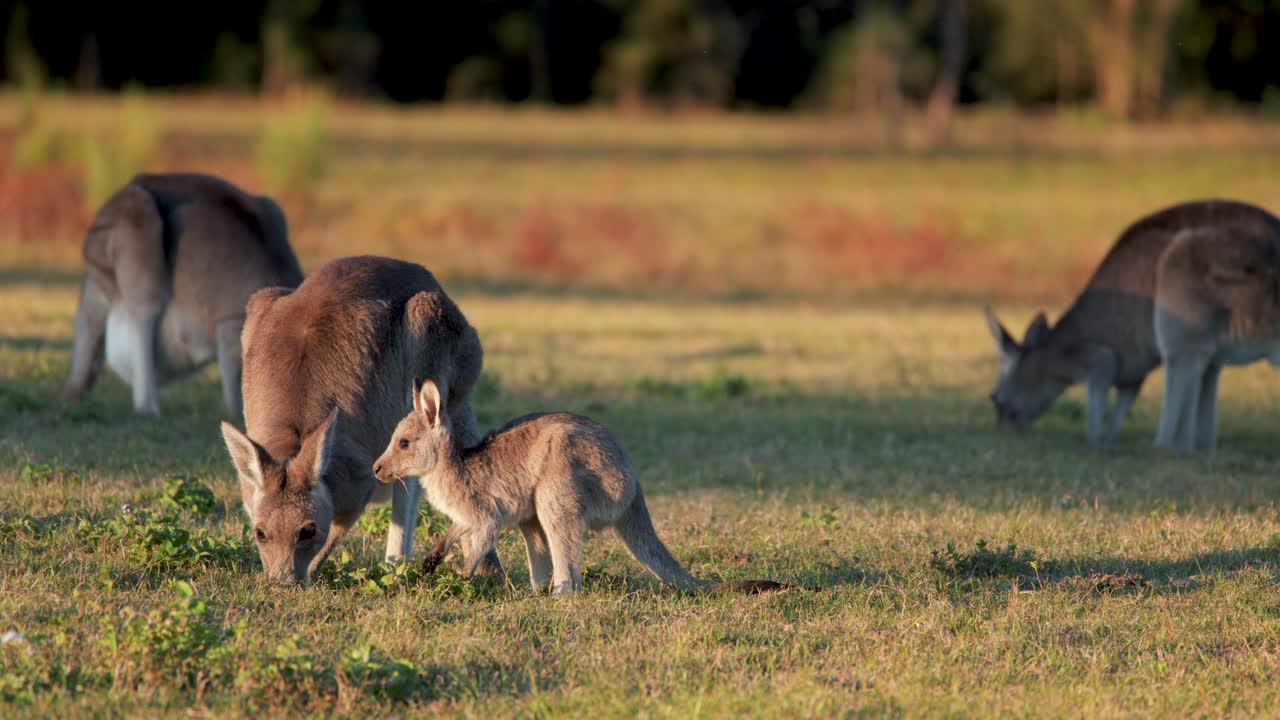 Adult kangaroo and joey interact and graze on open grassland during golden hour, with soft natural lighting and gentle camera movement in Gold Coast, Australia
