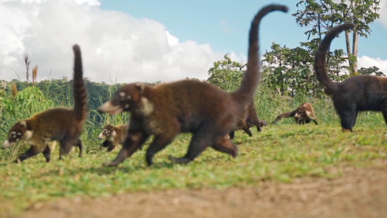 Una vivace truppa di coati si muove all'unisono attraverso la giungla costaricana, con le loro code striate tenute erette come piccole bandiere.
