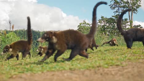 a lively troop of coatis moves in unison through the costa rican jungle, their striped tails held upright like little flags