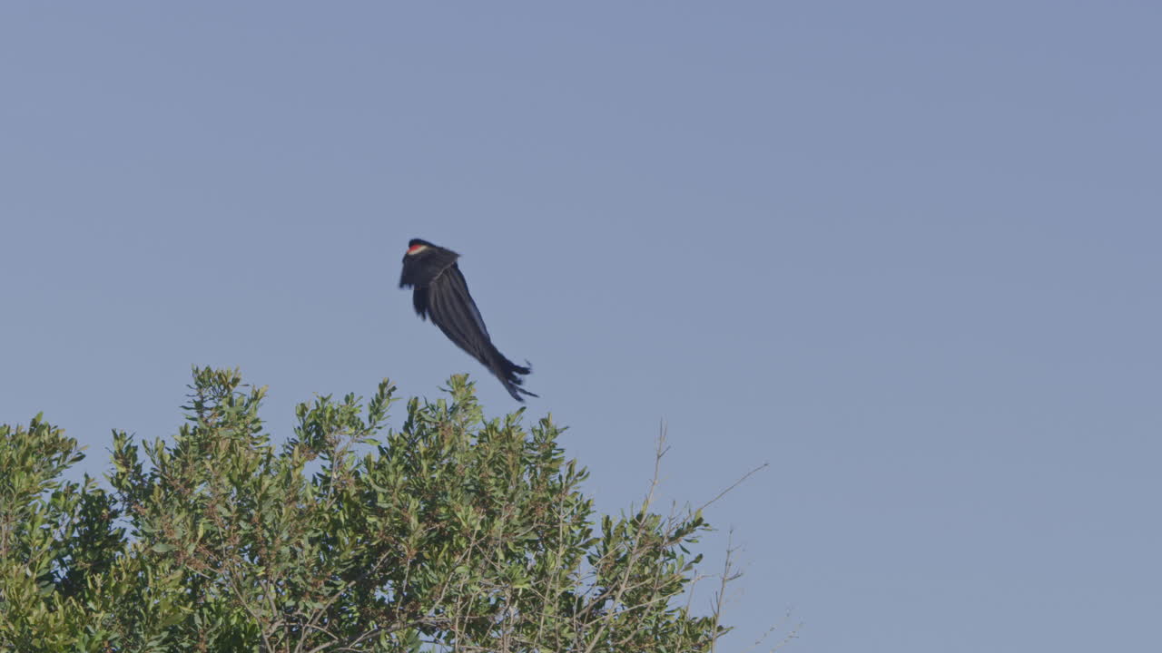 Uccello nero esotico con coda lunga che vola e si posa su un albero.