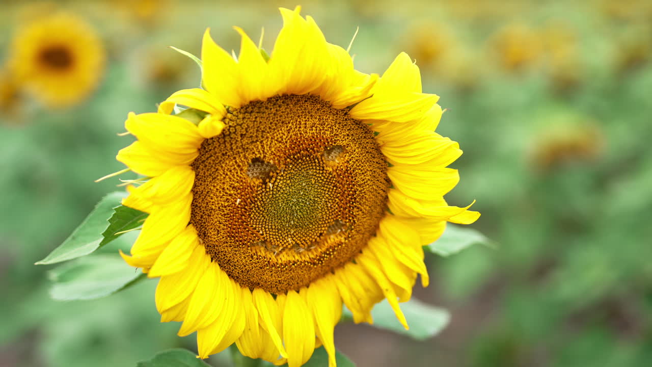 Nice sunflower in blossom in the agricultural field. Funny face made from a flower. Close up. Blurred backdrop.