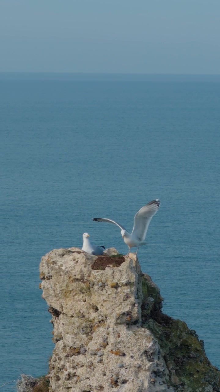 Gaivotas empoleiradas em rocha calcária acidentada acima do mar azul calmo nos Penhascos das Sete Irmãs, ao longo da costa de East Sussex, Inglaterra, sob céu claro