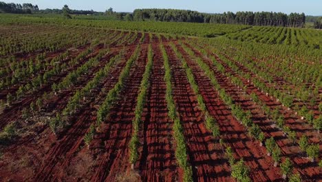 aerial view of young yerba mate plantation on red soil, traditional drink of argentina