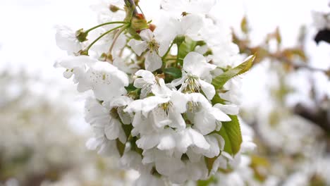 cerca de flores de cerezo blancas en mayo en una granja de frutas de kent en inglaterra