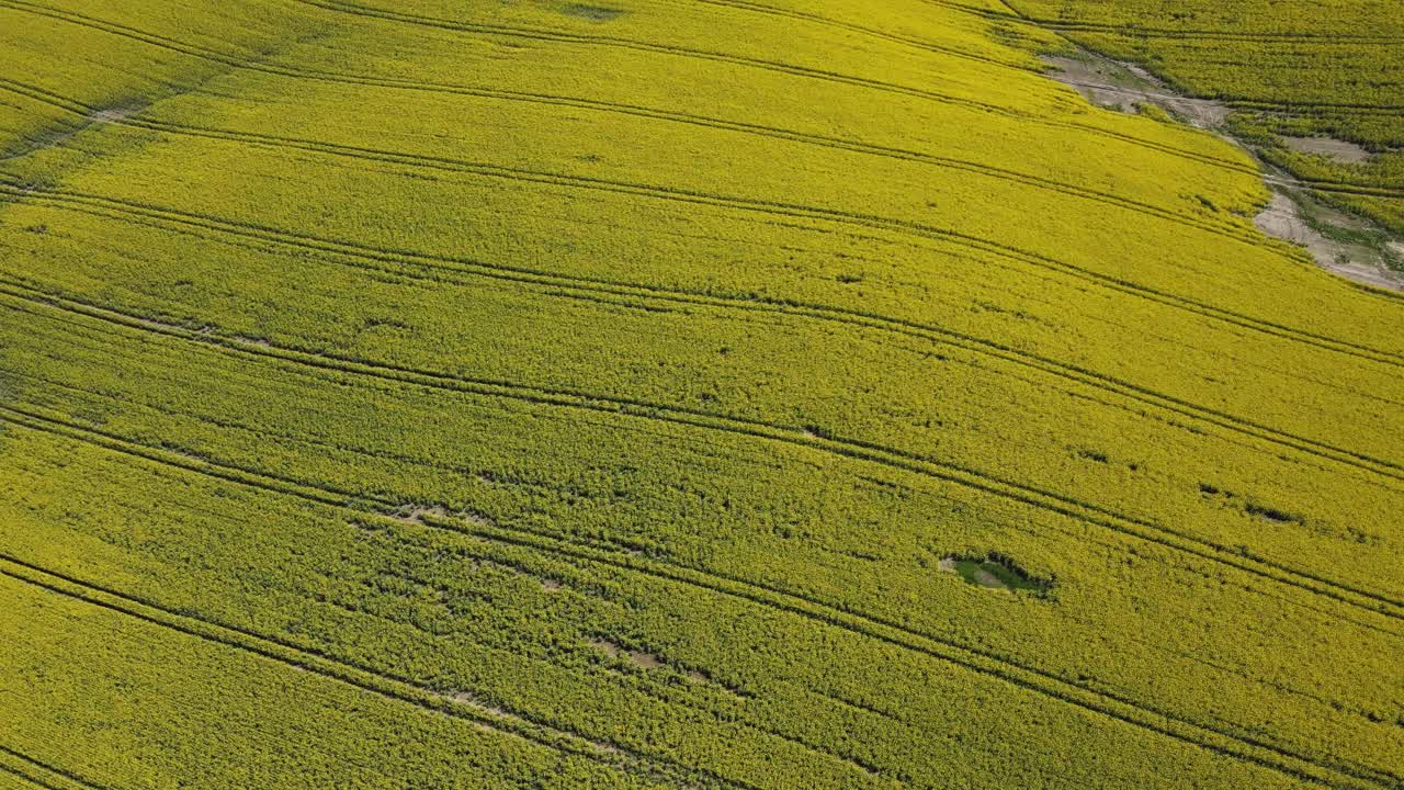 campos agrícolas rurales a principios de la primavera con un campo de cultivos de canola en flor