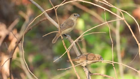 scaly - breasted - munia - single - relaxing