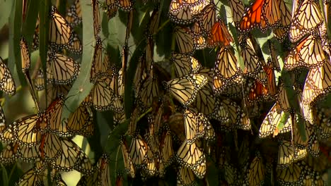 monarch butterflies in eucalyptus tree 01