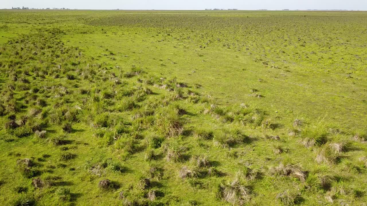 아르헨티나 북동부의 습지가 드론으로 촬영되었습니다.