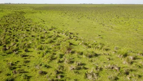 wetlands of northeast argentina shooted with drone