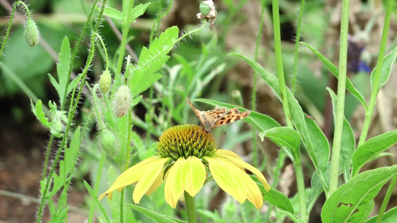 Comma butterfly enjoying the nectar of a yellow coneflower in an English country garden