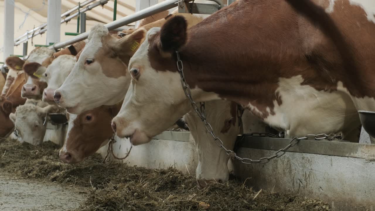 establo moderno con vacas lecheras comiendo heno