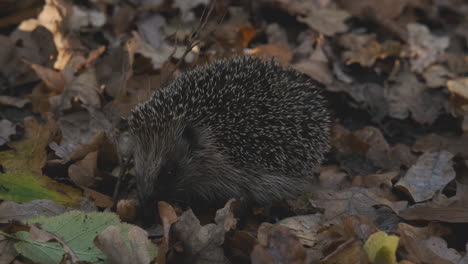 Erizo-En-Hojas-De-Otoño,-Especies-Animales-En-Peligro-De-Extinción-En-El-Reino-Unido