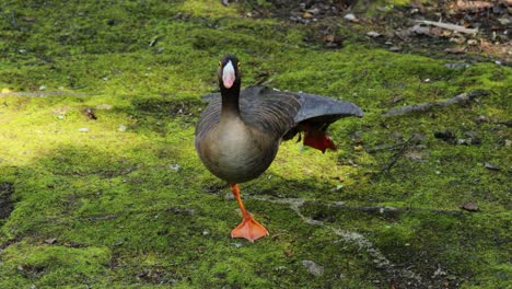 greater white-fronted goose (anser albifrons) is a species of goose related to the smaller lesser white-fronted goose