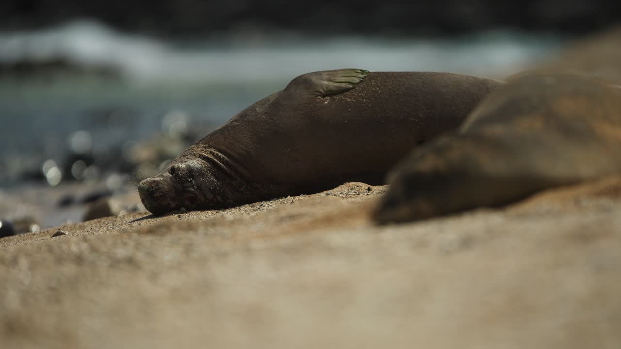 Monk Seal Resting on the Beach