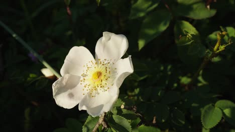 Un-Primer-Plano-De-Una-Rosa-De-Perro-Blanca-Floreciendo-En-Una-Rama-Verde