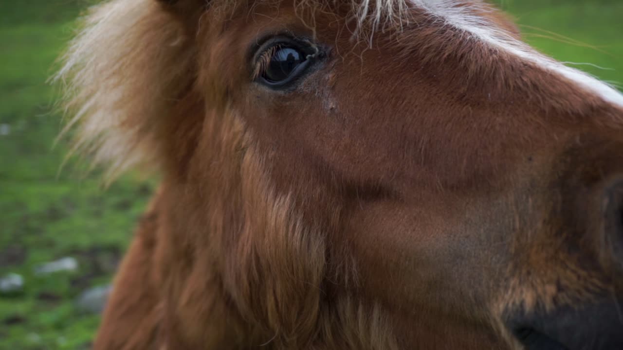 primer plano de un pony shetland inquisitivo con la cabeza acariciada