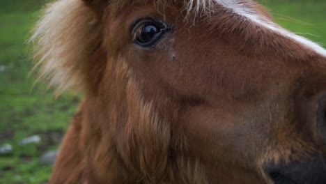 closeup of inquisitive shetland pony having its head stroked