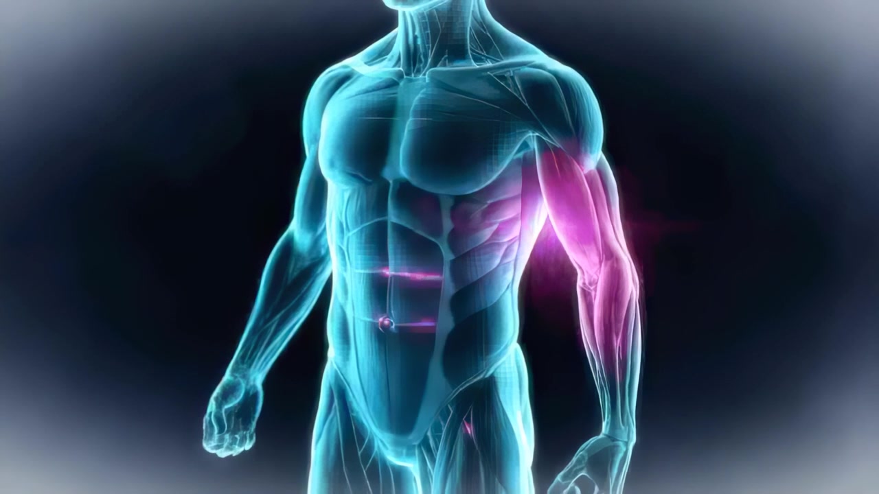 Activating magenta node, highlight traversing translucent male torso in ...