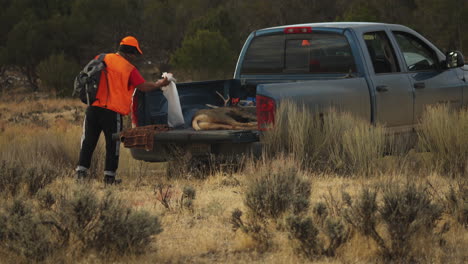 hunter finishes packing the truck before driving away with his legally killed deer