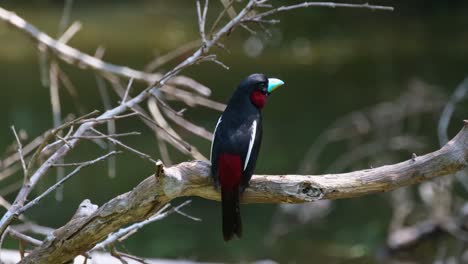visto desde atrás mirando hacia la derecha mientras está posado en una rama en medio de un lago, pico ancho negro y rojo, cymbirhynchus macrorhynchos, parque nacional kaeng krachan, tailandia