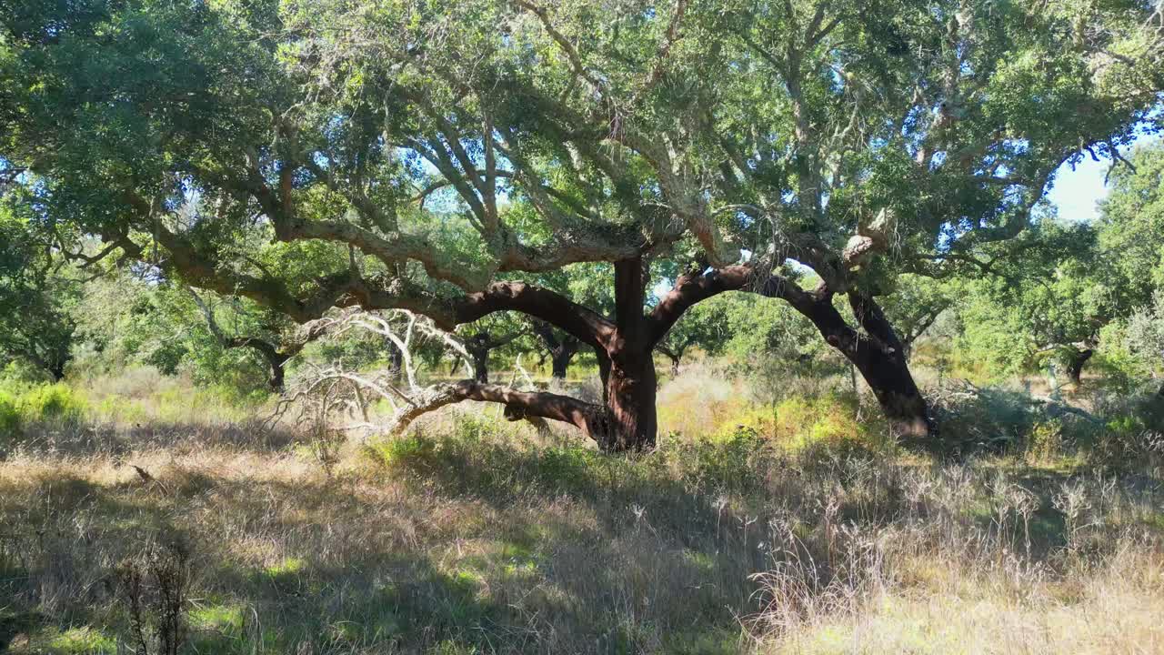 Circling around a cork oak .The cork oak is one of the most prevalent tree species in Portugal, being more common in Alentejo