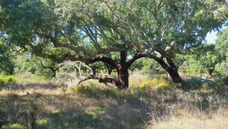 circling around a cork oak .the cork oak is one of the most prevalent tree species in portugal, being more common in alentejo