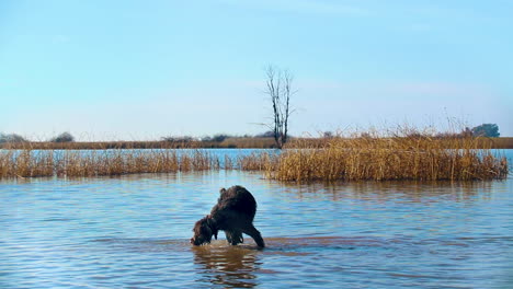 injured german pointer playfully limps around as he chases his own shadow in shallow water