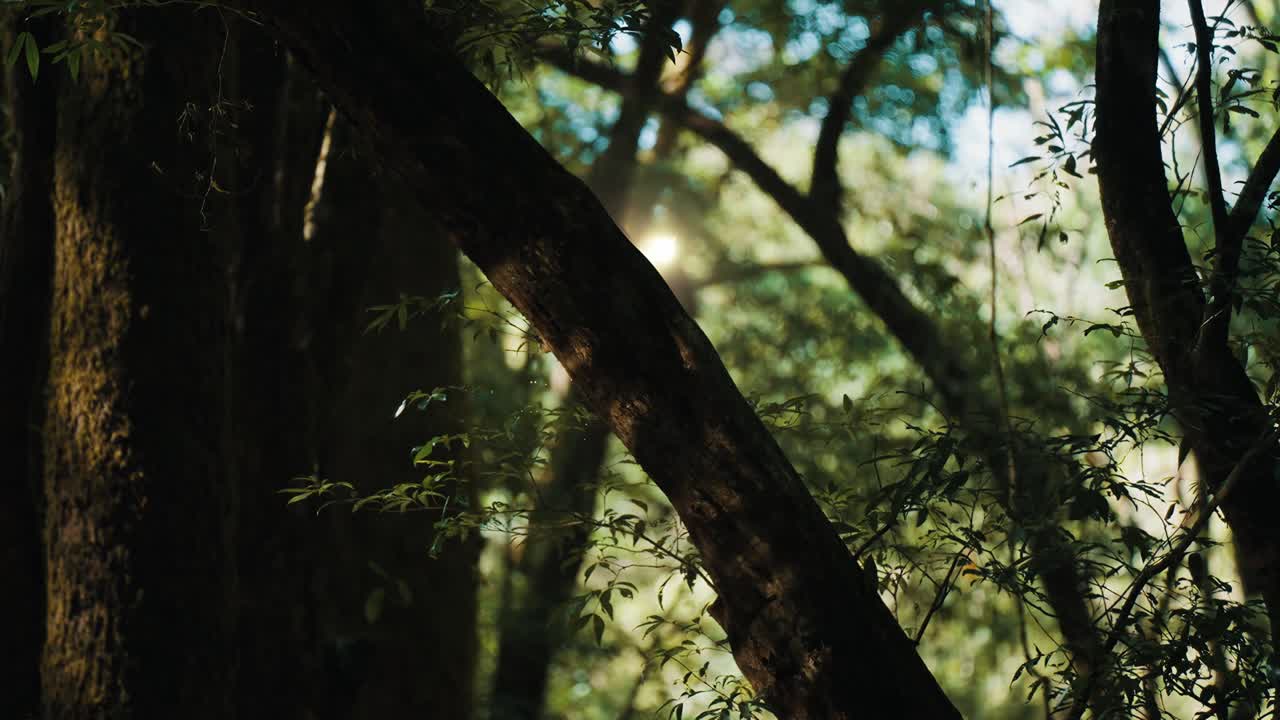 Dancing Fairies in Enchanted Woods