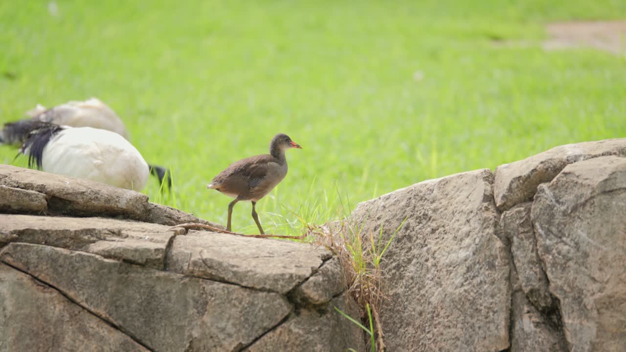 Chick of Common moorhen walks on rocks