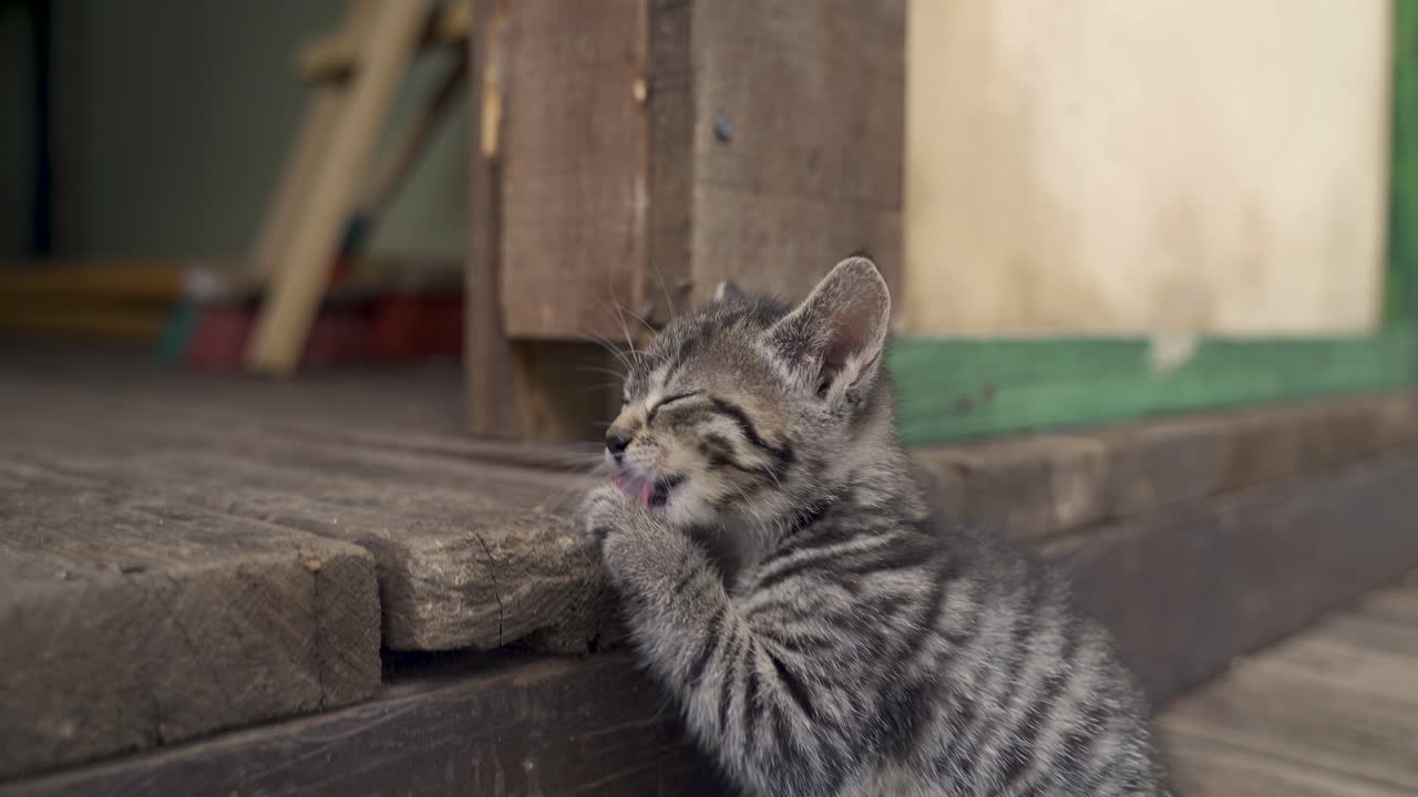 The gray cat is licking legs, cleaning the body itself on a house porch