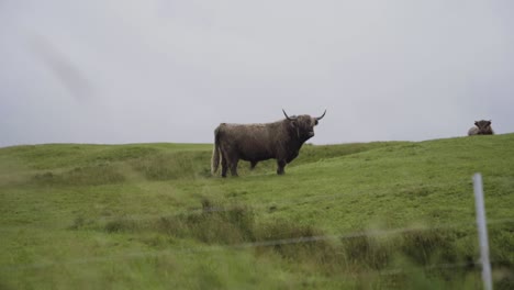 Rural-landscape-shot-of-Green-grassland-with-peaceful-cattle-and-horns-on-Faeroe-Island