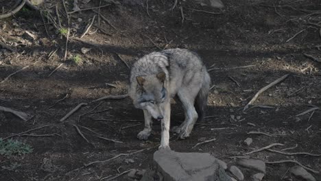 Increíble-Cámara-Lenta-Cerca-De-Lobo-Gris-Caminando-Por-El-Suelo-Del-Bosque