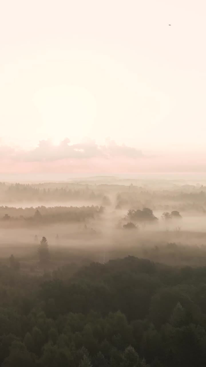 숲 속 의 풍경 위 의 안개 가 가득 찬 해가 뜨는 것