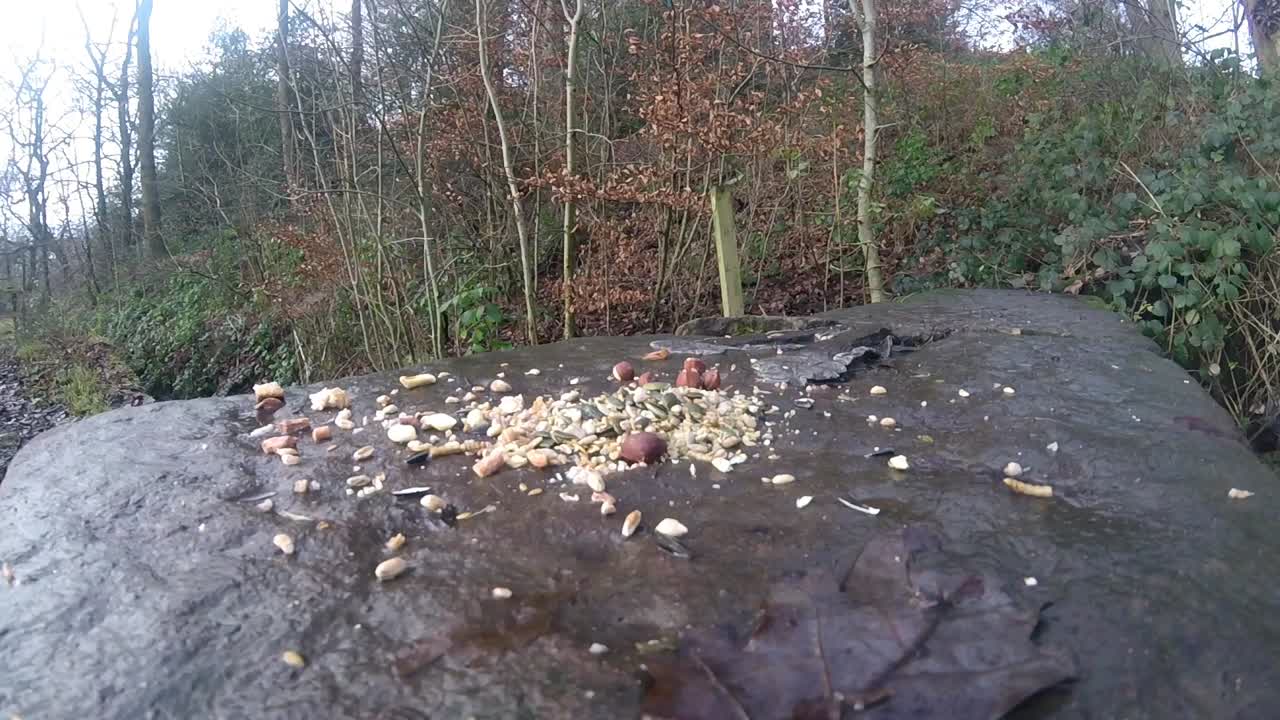 다양한 일반적인 노란색 파란색과 석탄박새 야생 조류가 삼림 자연 공원에서 먹이를 먹고 있습니다