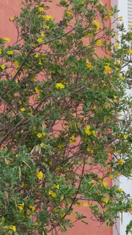 a view of a large tree full of flowers, close up shot,low angle shot