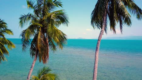 tropical sand beach with palm trees in sunset, sunrise, aerial dolly shot flying through the trunks, wild pristine beach in hawaii